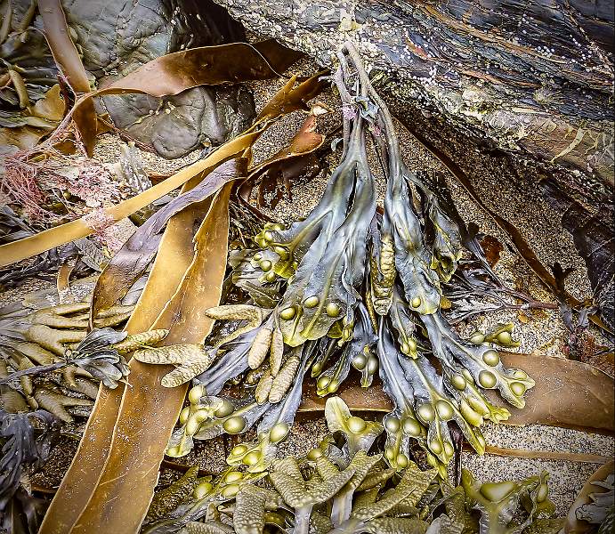 Seaweed Mixture.jpg - Beginners acceptance 2019 Exhibition